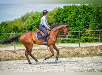 Meer volbloeden, Ruin, 5 Jaar, 171 cm, Bruin