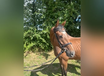 Meer volbloeden, Ruin, 6 Jaar, 165 cm, Bruin