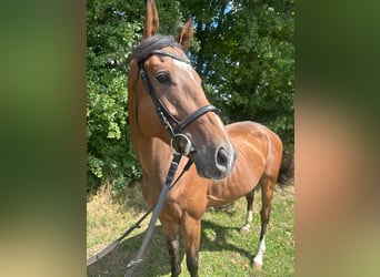 Meer volbloeden, Ruin, 6 Jaar, 165 cm, Bruin