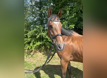 Meer volbloeden, Ruin, 6 Jaar, 165 cm, Bruin