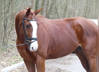 Meer volbloeden Mix, Ruin, 6 Jaar, 176 cm, Vos