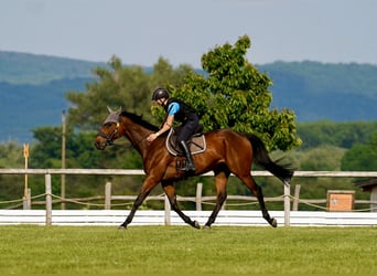 Meer volbloeden, Ruin, 8 Jaar, 163 cm, Bruin