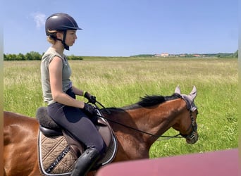 Meer volbloeden, Ruin, 8 Jaar, 163 cm, Bruin