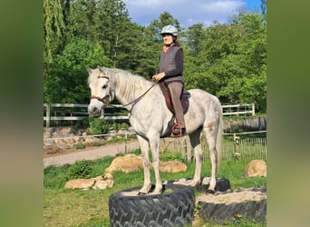 Meer volbloeden, Ruin, 9 Jaar, 155 cm, Vliegenschimmel
