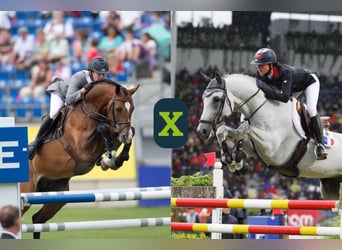 Meer warmbloeden, Onbekend, Embryo