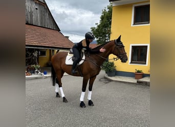 Meer warmbloeden, Hengst, 11 Jaar, 168 cm, Bruin