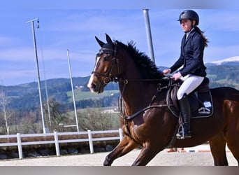 Meer warmbloeden, Hengst, 11 Jaar, 168 cm, Bruin