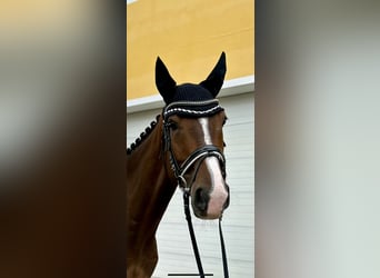 Meer warmbloeden, Hengst, 11 Jaar, 168 cm, Bruin