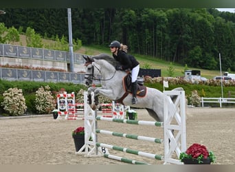 Meer warmbloeden, Hengst, 11 Jaar, Schimmel