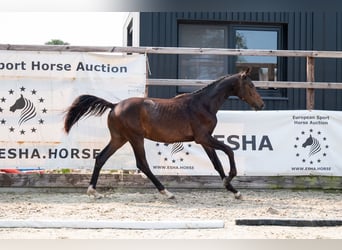 Meer warmbloeden, Hengst, 1 Jaar, 155 cm, Donkerbruin