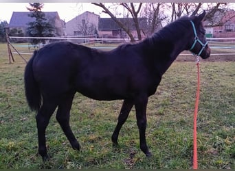 Meer warmbloeden, Hengst, 1 Jaar, 165 cm, Donkerbruin