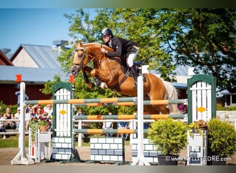 Meer warmbloeden, Hengst, 1 Jaar, 168 cm, Buckskin