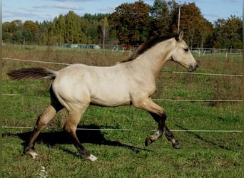 Meer warmbloeden, Hengst, 1 Jaar, 168 cm, Buckskin