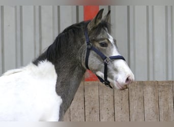 Meer warmbloeden, Hengst, 1 Jaar, 168 cm, Gevlekt-paard