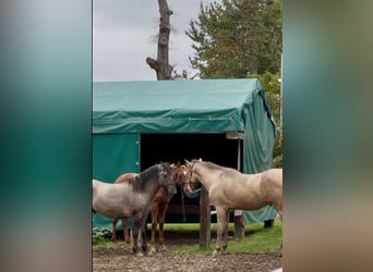 Meer warmbloeden, Hengst, 1 Jaar, 168 cm, Vos