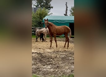 Meer warmbloeden, Hengst, 1 Jaar, 168 cm, Vos