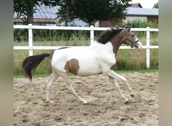 Meer warmbloeden, Hengst, 1 Jaar, 170 cm, Gevlekt-paard