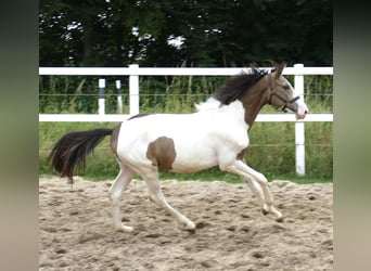 Meer warmbloeden, Hengst, 1 Jaar, 170 cm, Gevlekt-paard