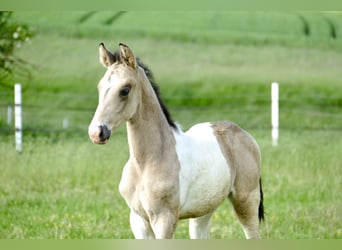 Meer warmbloeden, Hengst, 1 Jaar, 170 cm, Gevlekt-paard