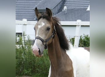 Meer warmbloeden, Hengst, 1 Jaar, 170 cm, Gevlekt-paard