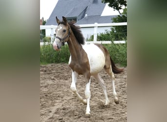Meer warmbloeden, Hengst, 1 Jaar, 170 cm, Gevlekt-paard
