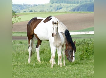 Meer warmbloeden, Hengst, 1 Jaar, 170 cm, Gevlekt-paard