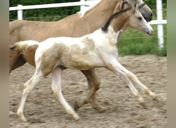 Meer warmbloeden, Hengst, 1 Jaar, 170 cm, Gevlekt-paard