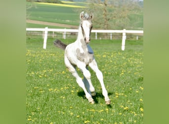 Meer warmbloeden, Hengst, 1 Jaar, 170 cm, Gevlekt-paard