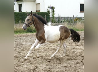 Meer warmbloeden, Hengst, 1 Jaar, 170 cm, Gevlekt-paard