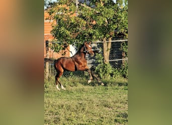 Meer warmbloeden, Hengst, 1 Jaar, Roodbruin