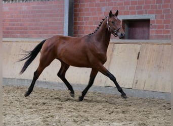 Weitere Warmblüter, Hengst, 2 Jahre, 155 cm