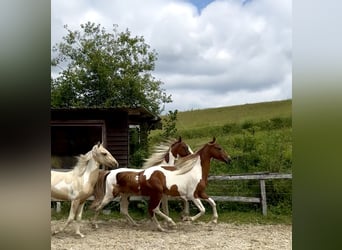 Meer warmbloeden, Hengst, 2 Jaar, 165 cm, Tobiano-alle-kleuren