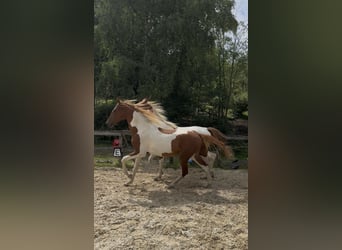 Meer warmbloeden, Hengst, 2 Jaar, 165 cm, Tobiano-alle-kleuren