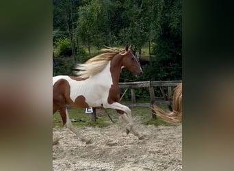 Meer warmbloeden, Hengst, 2 Jaar, 165 cm, Tobiano-alle-kleuren