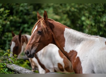 Meer warmbloeden, Hengst, 2 Jaar, 165 cm, Tobiano-alle-kleuren