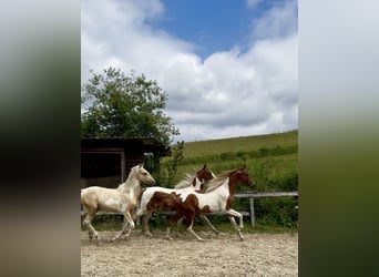 Meer warmbloeden, Hengst, 2 Jaar, 165 cm, Tobiano-alle-kleuren