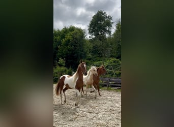 Meer warmbloeden, Hengst, 2 Jaar, 165 cm, Tobiano-alle-kleuren