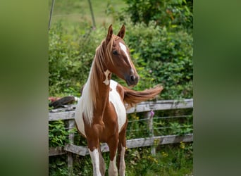 Meer warmbloeden, Hengst, 2 Jaar, 165 cm, Tobiano-alle-kleuren