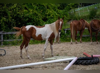 Meer warmbloeden, Hengst, 2 Jaar, 165 cm, Tobiano-alle-kleuren
