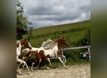 Meer warmbloeden, Hengst, 2 Jaar, 165 cm, Tobiano-alle-kleuren