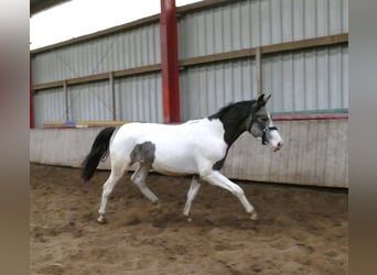 Meer warmbloeden, Hengst, 2 Jaar, 168 cm