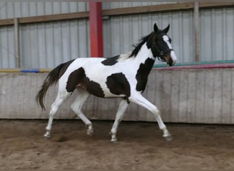 Meer warmbloeden, Hengst, 2 Jaar, 170 cm, Gevlekt-paard
