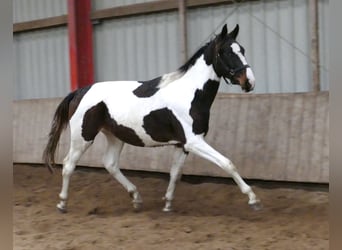 Meer warmbloeden, Hengst, 2 Jaar, 170 cm, Gevlekt-paard