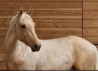 Meer warmbloeden, Hengst, 3 Jaar, 165 cm, Palomino