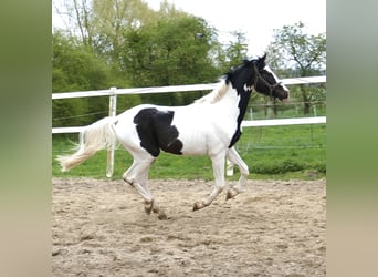 Meer warmbloeden, Hengst, 3 Jaar, 168 cm, Gevlekt-paard