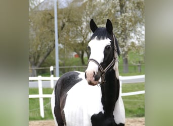 Meer warmbloeden, Hengst, 3 Jaar, 168 cm, Gevlekt-paard
