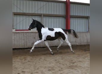 Meer warmbloeden, Hengst, 3 Jaar, 170 cm, Gevlekt-paard