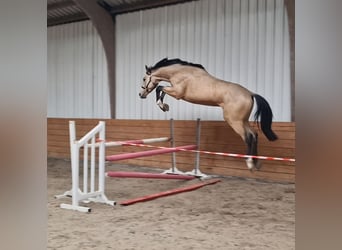 Meer warmbloeden, Hengst, 3 Jaar, Buckskin