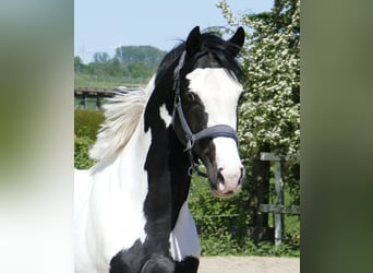 Meer warmbloeden, Hengst, 4 Jaar, 168 cm, Gevlekt-paard