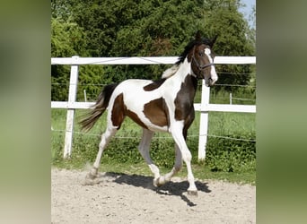 Meer warmbloeden, Hengst, 4 Jaar, 170 cm, Gevlekt-paard